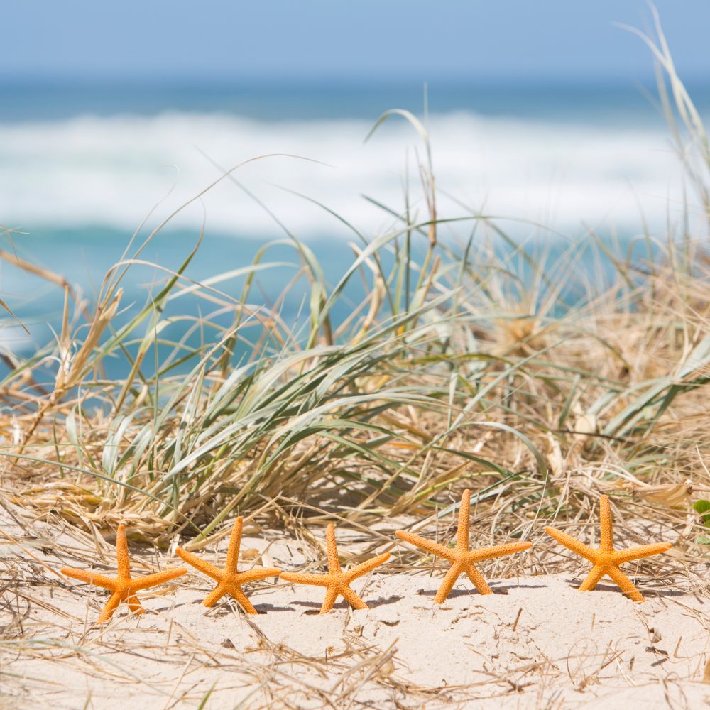 Starfish on the beach